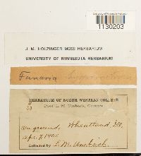 Funaria hygrometrica image