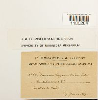 Funaria hygrometrica image