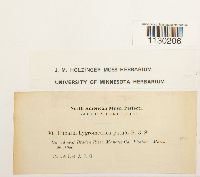 Funaria hygrometrica image