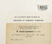 Funaria hygrometrica image