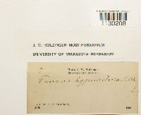 Funaria hygrometrica image