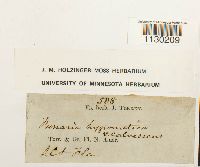 Funaria hygrometrica image