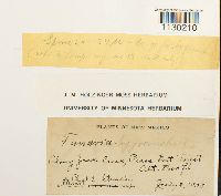 Funaria hygrometrica image