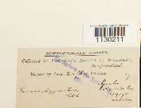 Funaria hygrometrica image