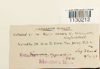 Funaria hygrometrica image