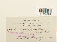 Funaria hygrometrica image