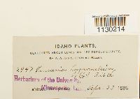 Funaria hygrometrica image