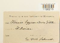 Funaria hygrometrica image