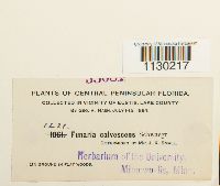 Funaria hygrometrica image