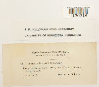 Funaria hygrometrica image