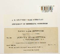 Funaria hygrometrica image