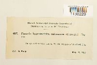 Funaria hygrometrica image