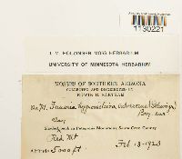 Funaria hygrometrica image