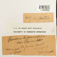 Funaria hygrometrica image