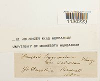 Funaria hygrometrica image