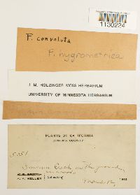 Funaria hygrometrica image