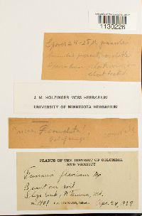 Funaria hygrometrica image