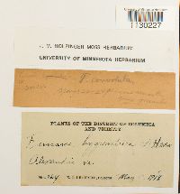 Funaria hygrometrica image