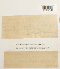 Funaria hygrometrica image