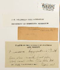 Funaria hygrometrica image