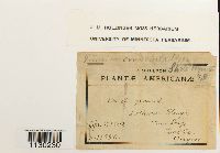 Funaria hygrometrica image