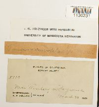 Funaria hygrometrica image