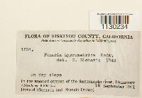 Funaria hygrometrica image