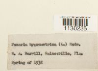 Funaria hygrometrica image