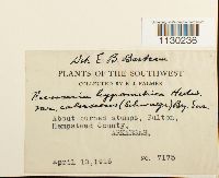 Funaria hygrometrica image