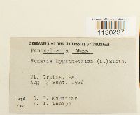 Funaria hygrometrica image