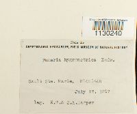 Funaria hygrometrica image