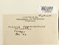 Funaria hygrometrica image