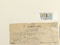 Funaria hygrometrica image