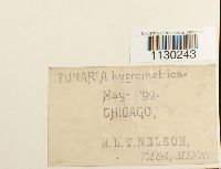 Funaria hygrometrica image