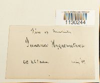 Funaria hygrometrica image