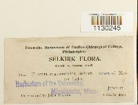 Funaria hygrometrica image