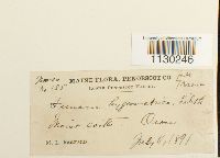 Funaria hygrometrica image