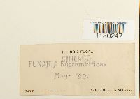 Funaria hygrometrica image