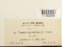 Funaria hygrometrica image