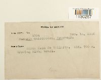 Funaria hygrometrica image