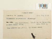 Funaria hygrometrica image