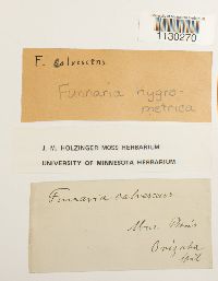 Funaria hygrometrica image