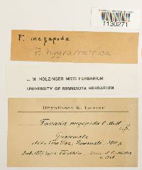 Funaria hygrometrica image