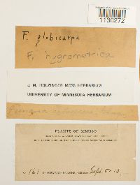 Funaria hygrometrica image