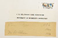 Funaria hygrometrica image