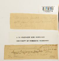 Funaria hygrometrica image