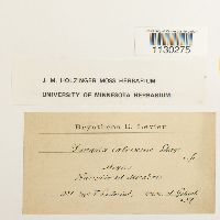 Funaria hygrometrica image