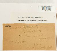 Funaria hygrometrica image