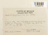 Funaria hygrometrica image