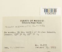 Funaria hygrometrica image